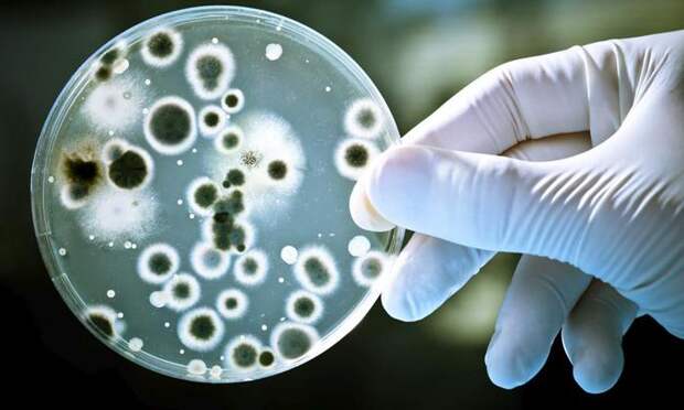 бактерии устойчивые к антибиотикам, экономический кризис