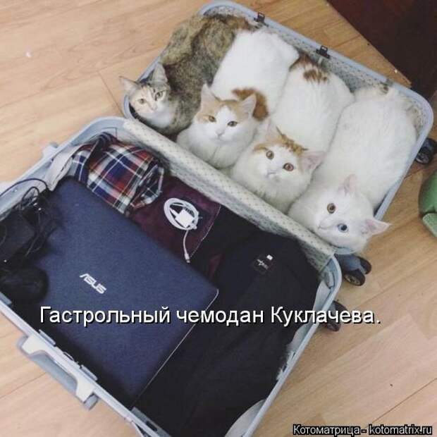 Лучшие котоматрицы недели (50 фото)
