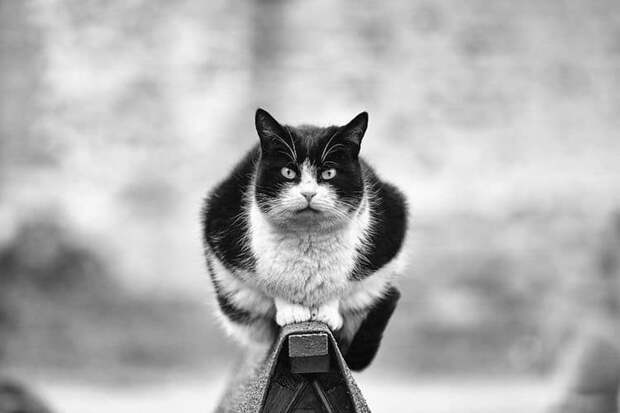 Фотография: Без кота и жизнь не та: уравновешенные коты-акробаты демонстрируют чудеса баланса №18 - BigPicture.ru