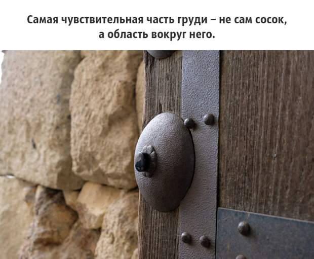 25 малоизвестных фактов о груди, которые должен знать каждый грудь, факты