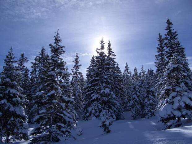 Красивый зимний лес фото