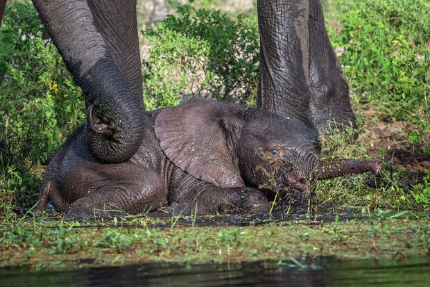 A mother elephant rescued her baby 01