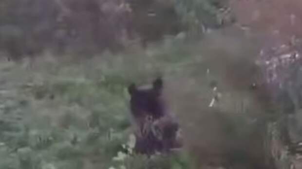 Медведь поселился в поселке Хабаровского края / Кадр из видео: Amur Mash