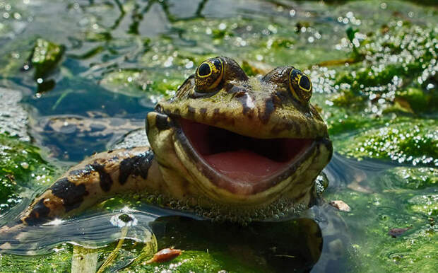 Comedy Wildlife Photo Awards Shortlist