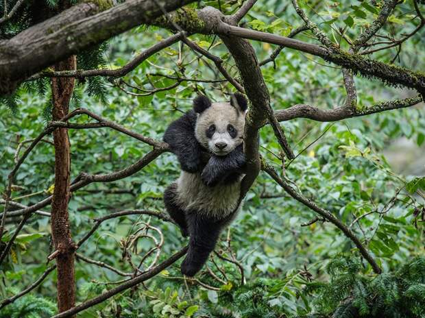 wolong-panda_95292_990x742