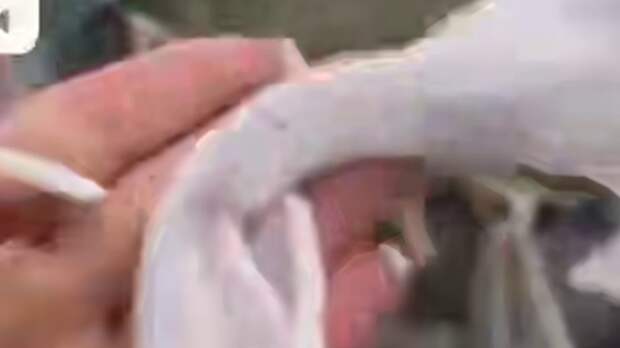 Повязала влажную салфетку вместо обрядовой / Кадр из видео: Mash Siberia