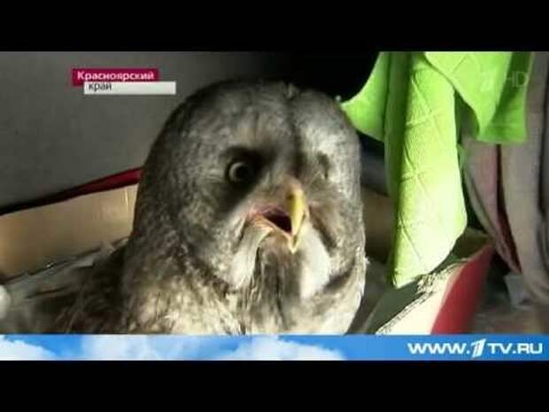 Водитель дальнобойщик из Красноярского края приручил дикую сову, и теперь она ездит с ним в рейсы