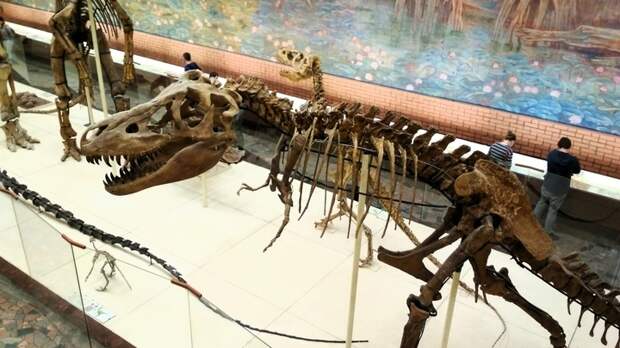 Учёные открыли новый вид хищных динозавров