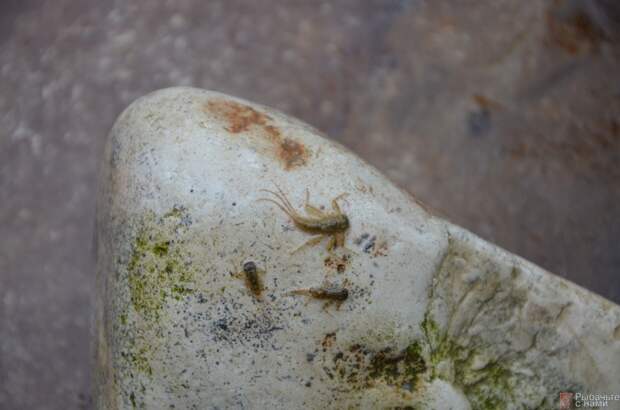 Личинки подёнок, обитающих под прибрежными камнями, входят в рацион питания голавля.