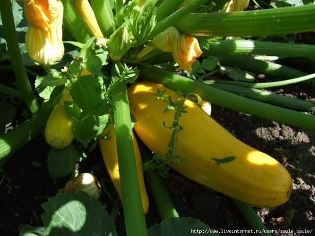 008 (700x525, 226Kb)