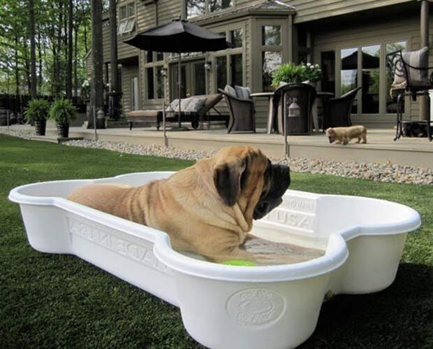 ванна для пса