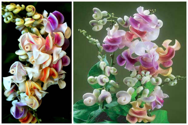 Вигна каракалла или цветок-штопор интересное, красота, флора, цветы