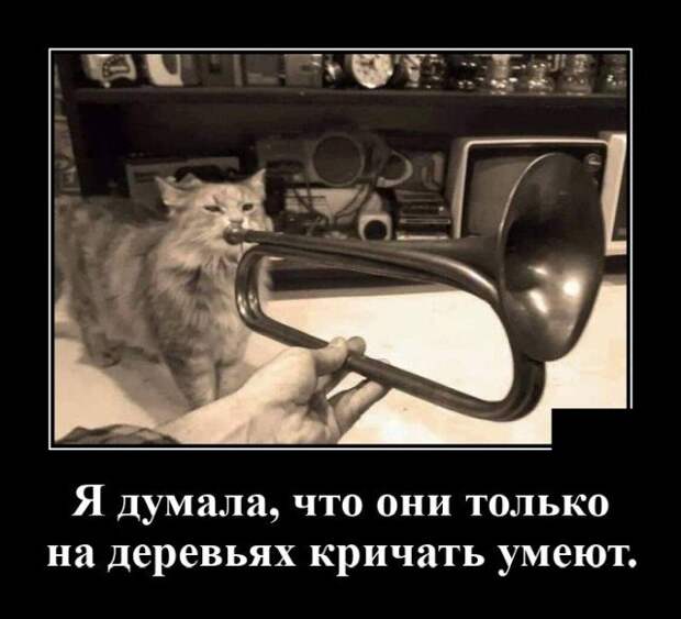 Демотиватор про котов
