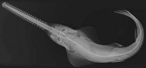 6. С рыбой-пилой определенно лучше не связываться животные, рентгеновские снимки