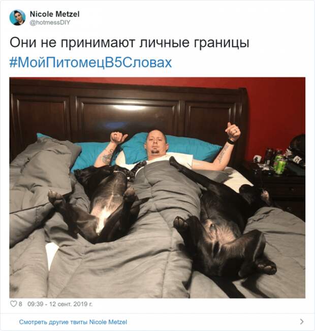 Флешмоб «Мой питомец в пяти словах» Флешмоб «Мой питомец в пяти словах»