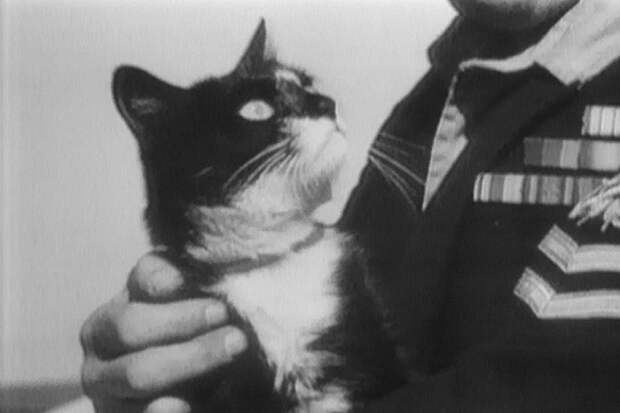 Кот, награжденный медалью за мужество интересная история, кот, флот