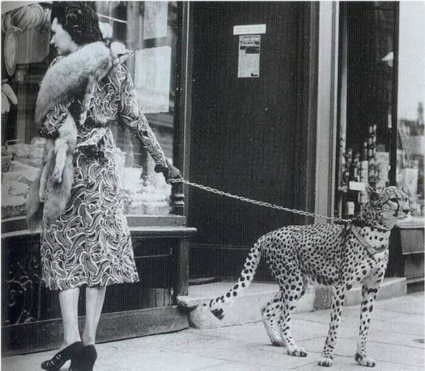 Американская актриса Филлис Гордон на прогулке со своим гепардом, 1939 Американская актриса Филлис Гордон на прогулке со своим гепардом, 1939