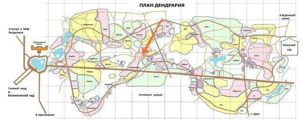 Жителей Марфина пригласили на уборку дендрария Ботанического сада
