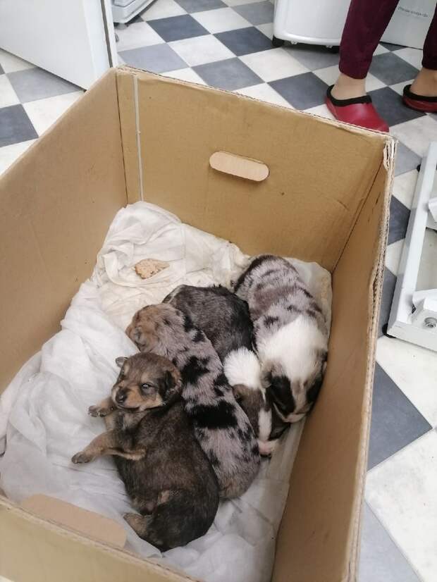 щенки в коробке