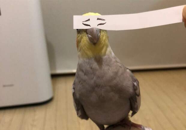 Строим глазки! Бумажная полоска поднимает настроение попугаю и его хозяевам