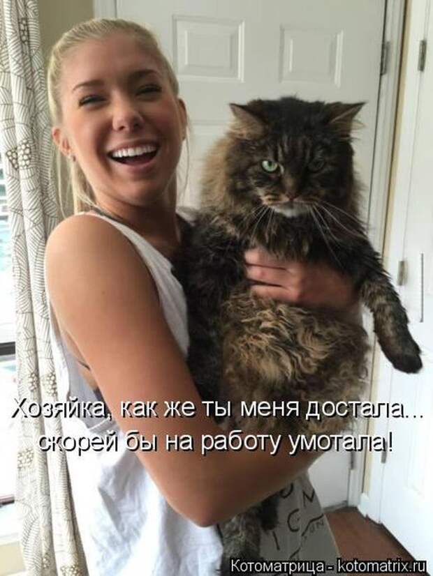 Лучшие котоматрицы недели (50 фото)