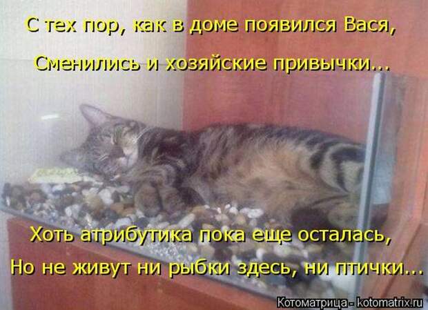 Лучшие котоматрицы недели (50 фото)