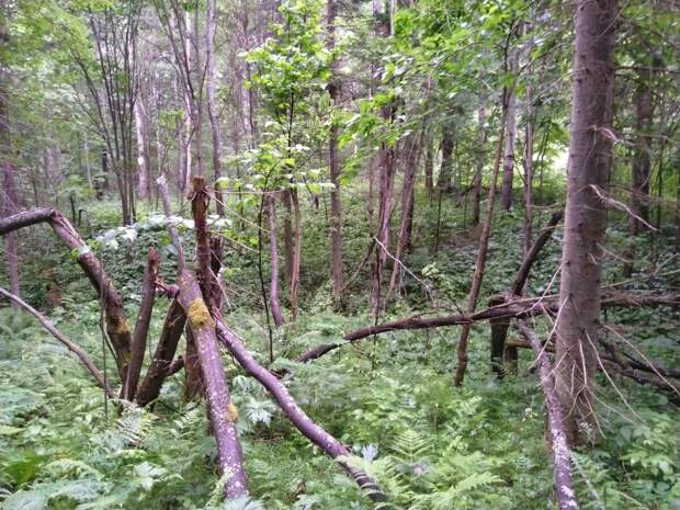 Лес вокруг Молёбки. Фото из открытых источников