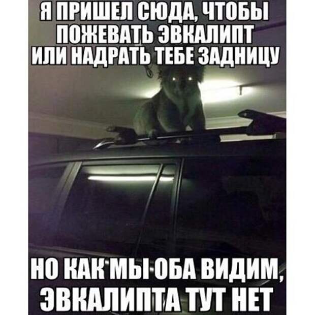 Эти животные умело кидают предъявы Эти животные умело кидают предъявы животные, мемы, прикол, угроза