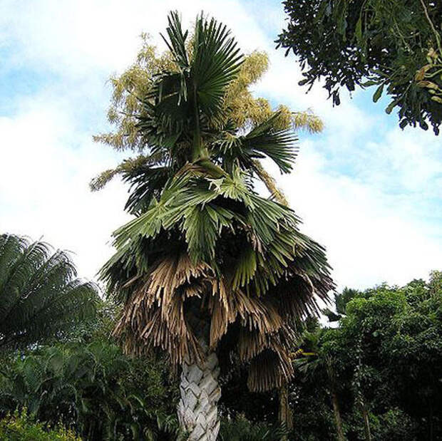 Талипотовая пальма интересное, природа, раз в жизни, факты, фауна, флора, цветы