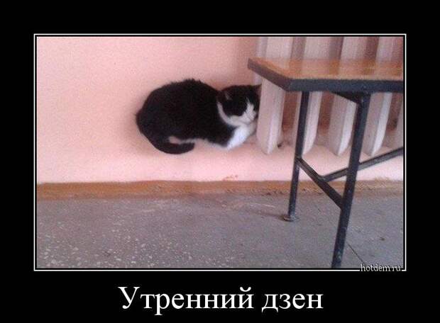 Утренний дзен демотиватор, прикол, юмор