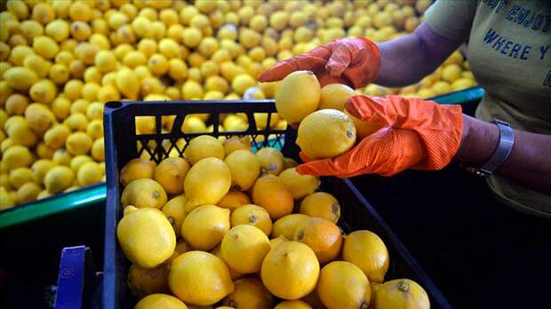 Роспотребнадзор нанес очередной удар по Турции, и запретил ввозить в Россию лимоны турецкого производителя
