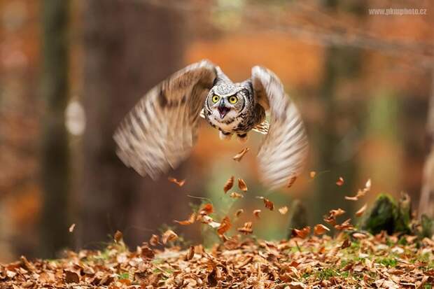 20 фотографий, которыми совы могут гордиться
