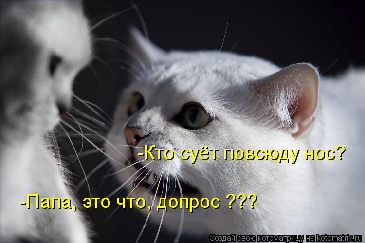 Котоматрица: -Кто суёт повсюду нос? -Папа, это что, допрос ???