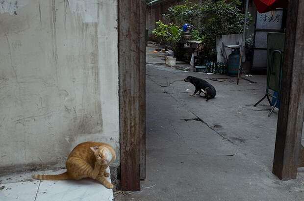 Уличная фотография Tao Liu Уличная фотография Tao Liu