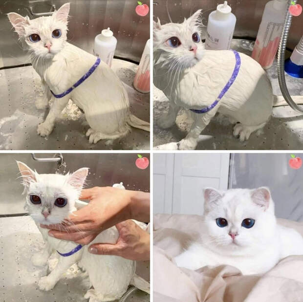 25047543_original (700x698, 396Kb)