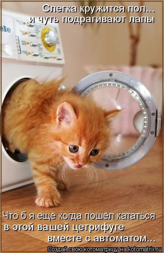 Новая котоматрица (23 фото)