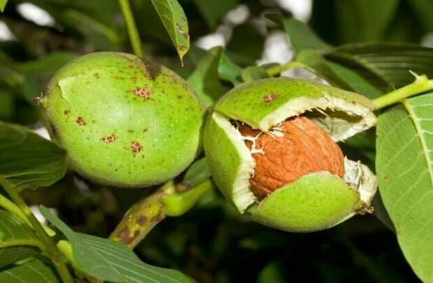 Листья грецкого ореха применяются в народной медицине. © plantura.garden  📷 