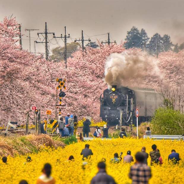 9. Цветение сакуры в Японии. @phantastic420.