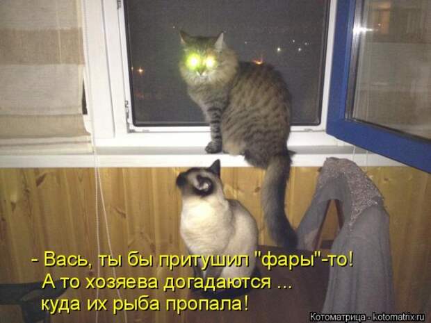 Лучшие котоматрицы недели (50 фото)
