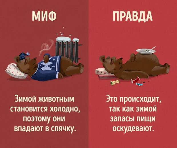 Мифы и правда о животных (10 картинок)