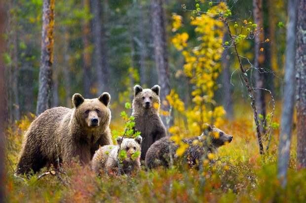 В Глазовском районе на территории СНТ заметили медведицу с медвежатами