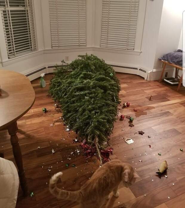 коты и елки