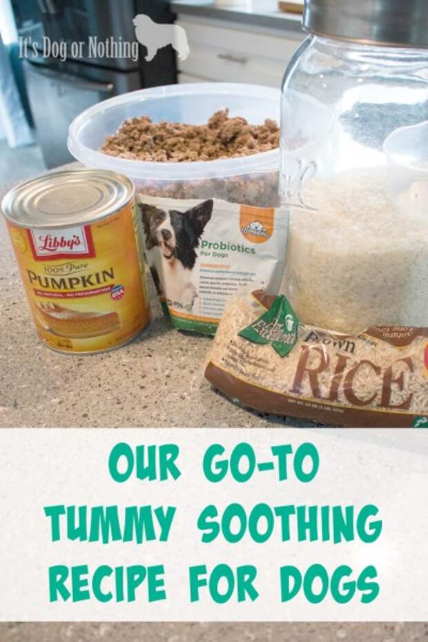 When dealing with upset stomachs in dogs, there are a few go-to ingredients that can assist in helping your dog to feel better. Here is what we feed our dogs when they're suffering from diarrhea or other stomach upset.