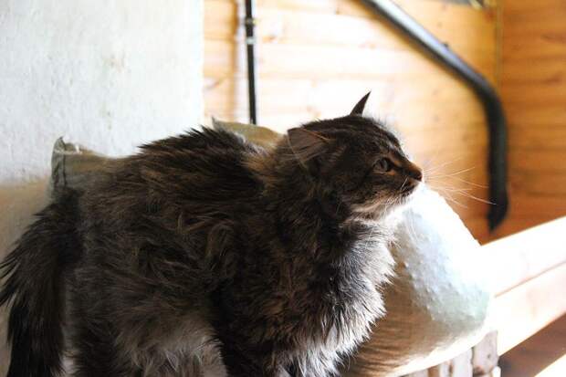 Отважный кот стал главной таганайской звездой. Фото: группа «Национальный парк «Таганай»/vk.com 