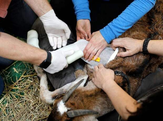 В США ортопед изготавливает протезы для животных