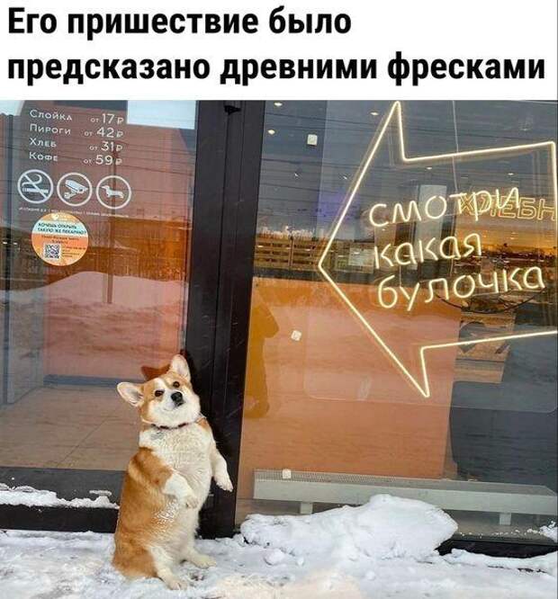 Ржачные свежие картинки с надписями (среда)