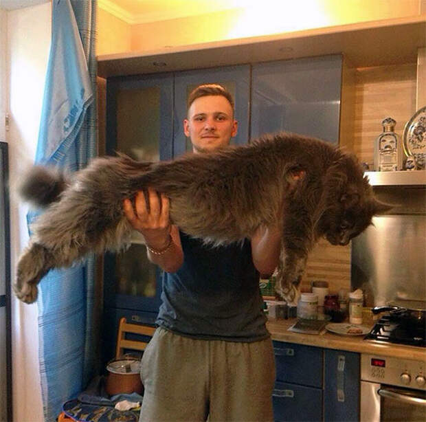 мейн-кун - самые огромные домашние кошки 