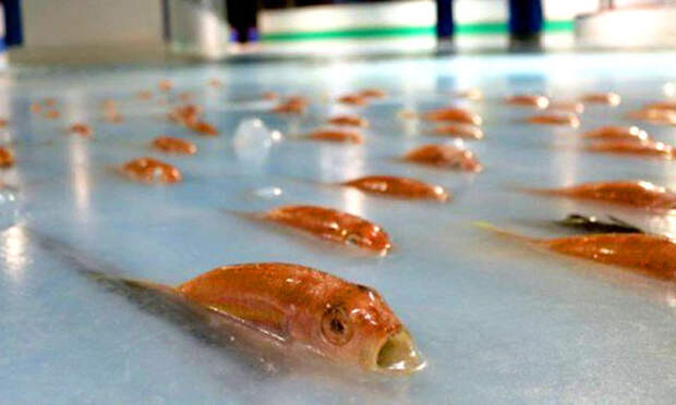 Японский парк аттракционов заморозил 5000 рыб в свой каток