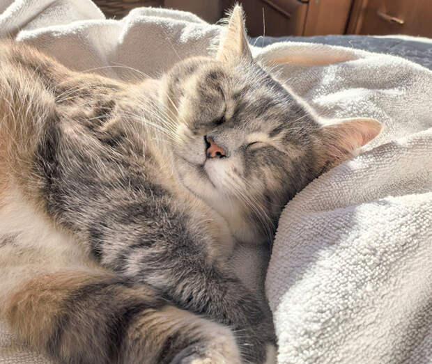 Антистресс или угроза здоровью: можно ли пускать в кровать кошку