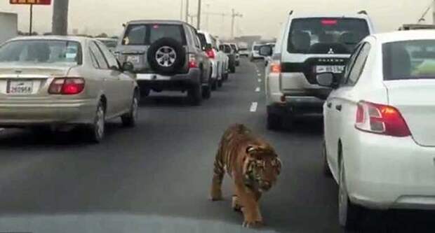 4. Тигр в Катаре город, животные, прогулка, улица